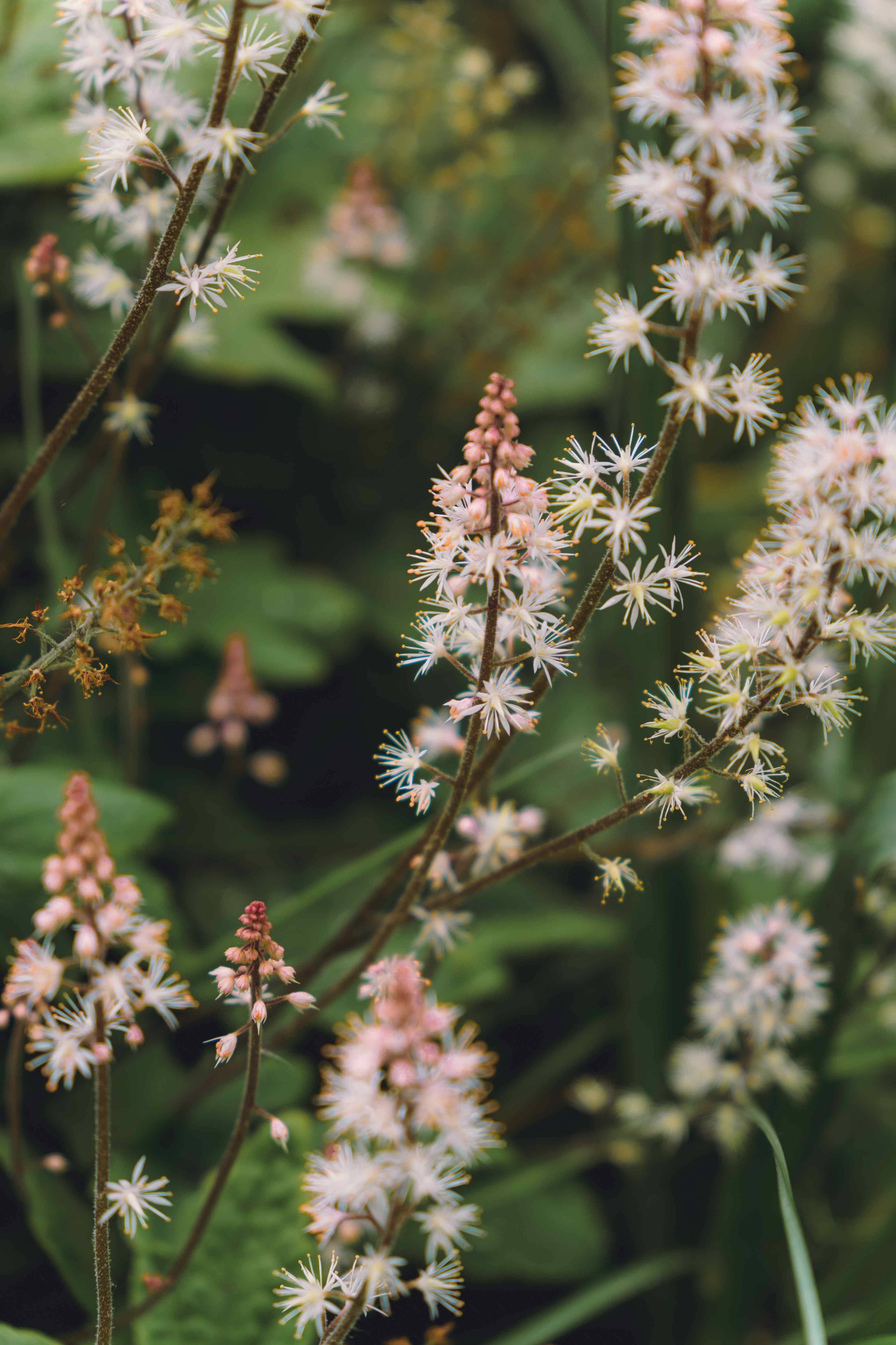 Tiarella